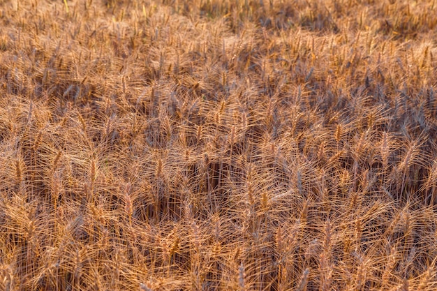 Champ de blé au coucher du soleil Concept d'agriculture de récolte