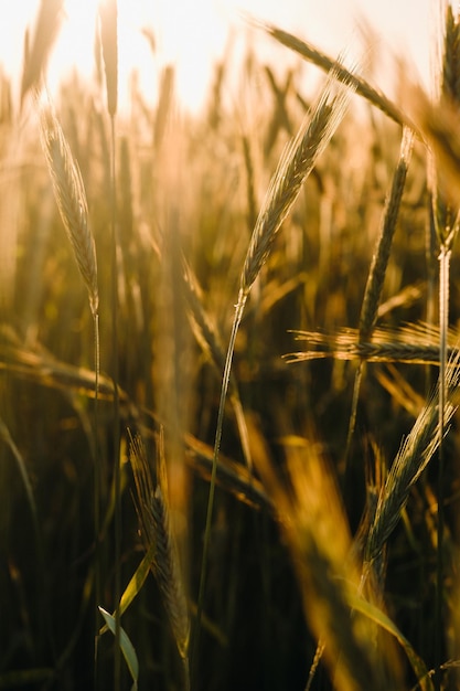 Champ de blé au coucher du soleil Épis de blé dorés Le concept de récolte