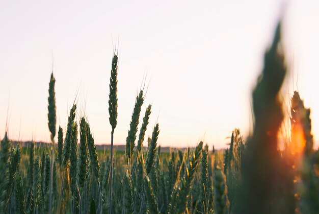 Le champ de blé au coucher du soleil