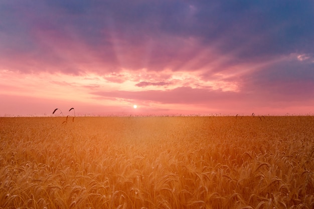 Un champ de blé au coucher du soleil.