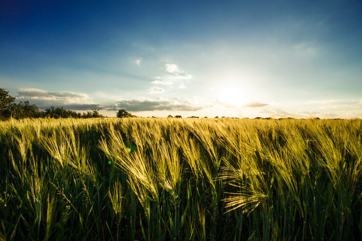 Photo champ de blé au-dessus du ciel avec le coucher du soleil. paysage naturel