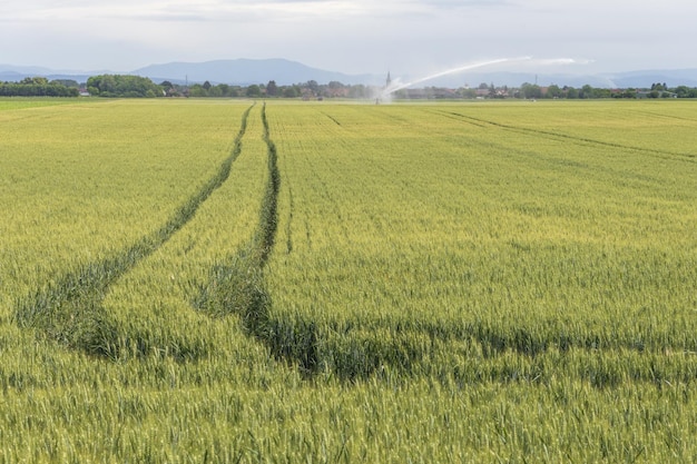 Champ de blé au printemps en plaine Alsace