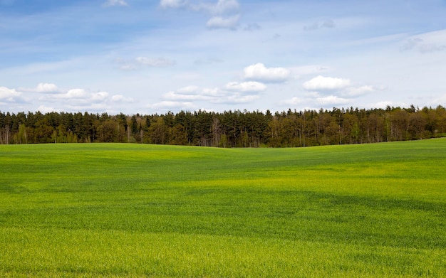 Champ de blé au printemps