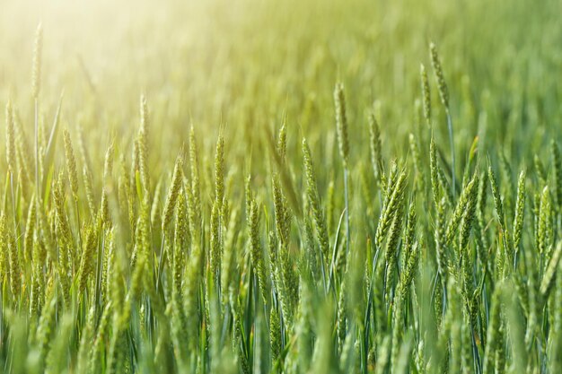 Champ de blé aux beaux jours Nature étonnante en été