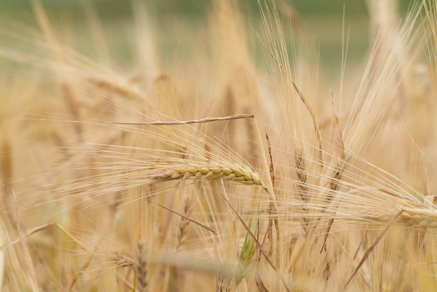 Champ de blé aux oreilles d'or