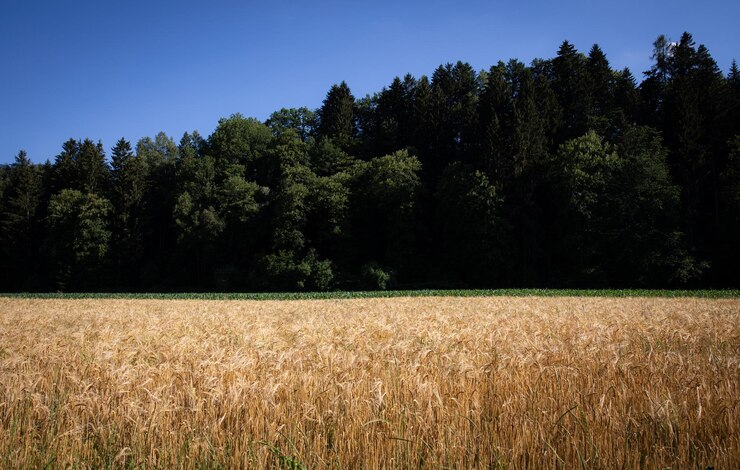 Photo champ de blé beau paysage rural