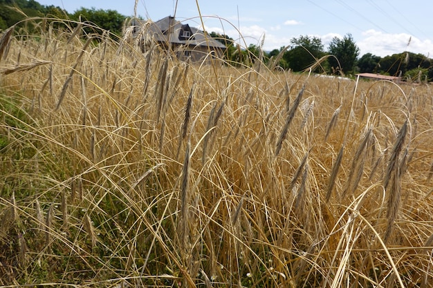 champ de blé blé pour récolter des grains de blé dans un champ de blé