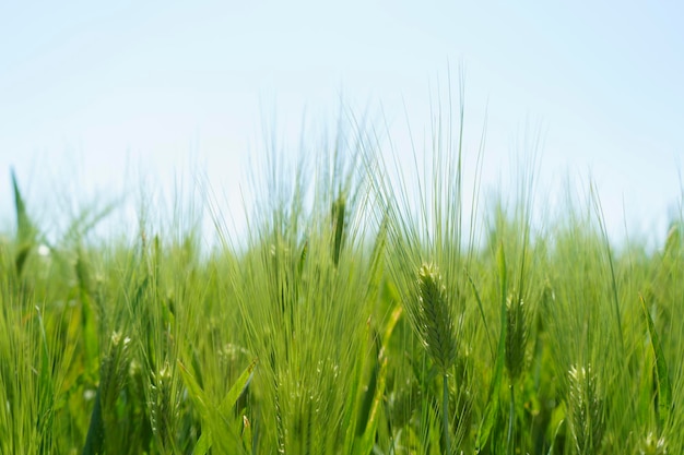 Champ de blé bouchent scène agricole de mise au point sélective en plantation de céréales en russie