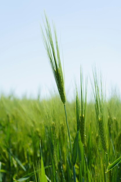 Champ De Blé Bouchent Scène Agricole De Mise Au Point Sélective En Plantation De Céréales En Russie