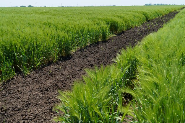 Champ De Blé Bouchent Scène Agricole De Mise Au Point Sélective En Plantation De Céréales En Russie