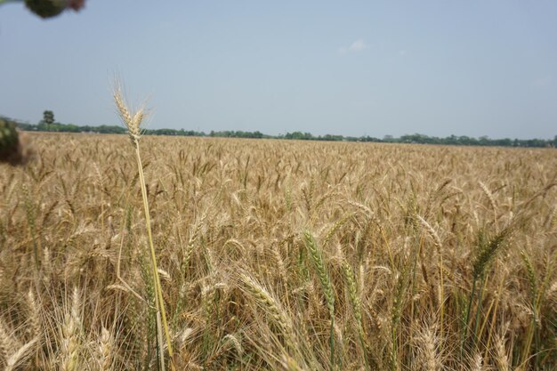 Photo champ de blé avec un ciel bleu en arrière-plan