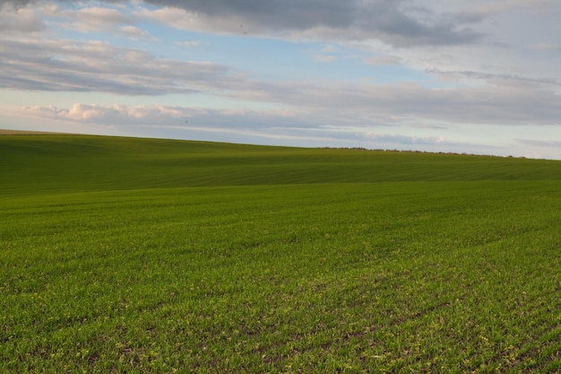 Champ de blé avec ciel bleu nuages Nature Paysage Paysage rural en Ukraine Concept de récolte riche