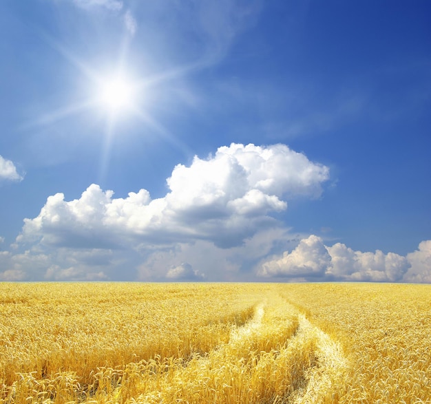 Champ de blé et ciel bleu avec soleil