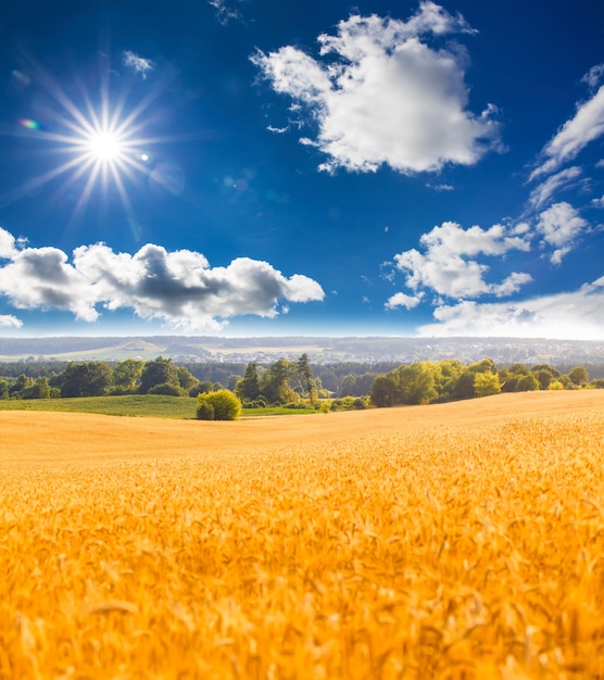 Champ de blé avec ciel bleu