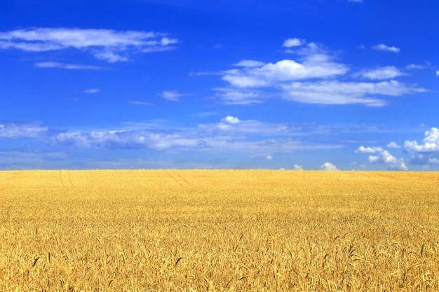 Champ de blé avec ciel bleu