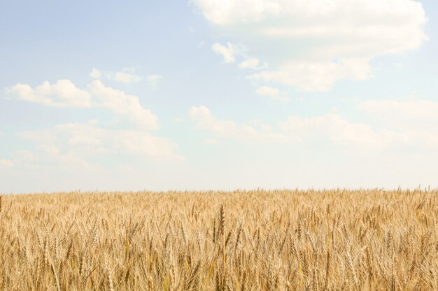 Champ de blé contre le ciel bleu nuageux