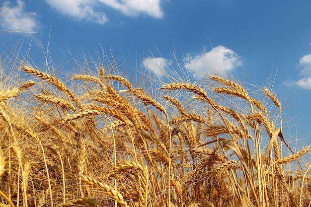 Un champ de blé contre le ciel