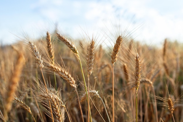 Champ de blé dans les épis de saison des récoltes de blé doré