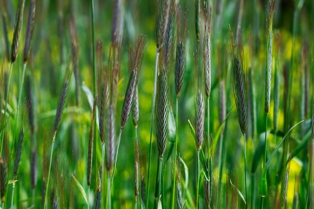 Champ de blé dans la période de maturation du secteur agricole