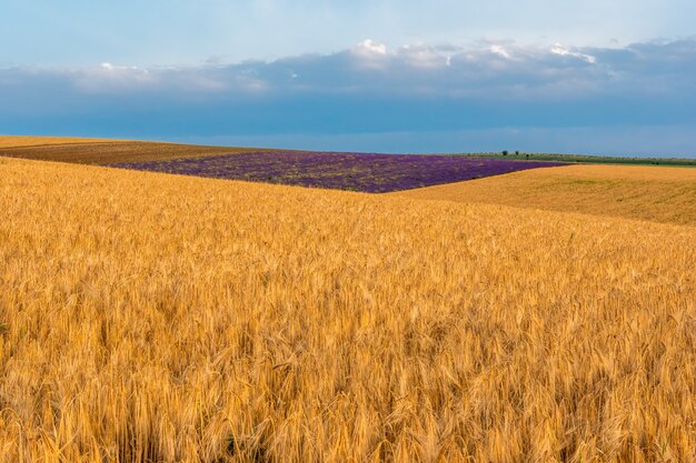 Champ de blé dans le vent au printemps ensoleillé de l'industrie agronomique et de la production alimentaire