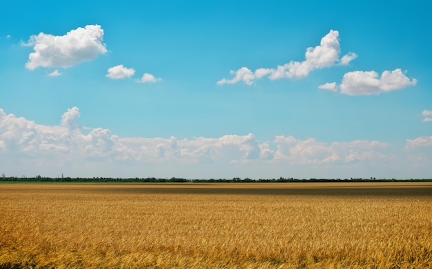 Champ de blé doré et ciel nuageux bleu Beau paysage