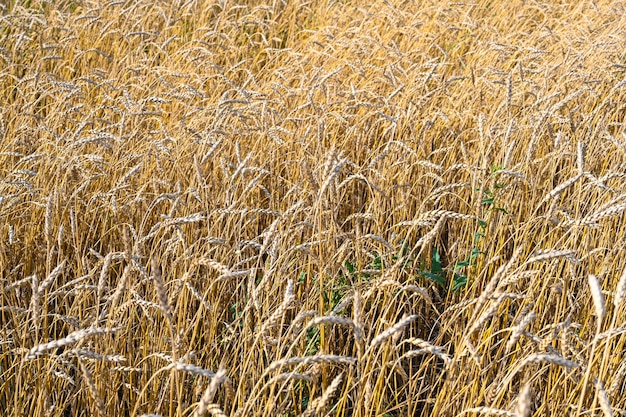 Champ de blé doré dans la chaude journée ensoleillée d'été. Domaine de maturation du seigle dans une journée d'été. Gros plan sur les oreilles de seigle.