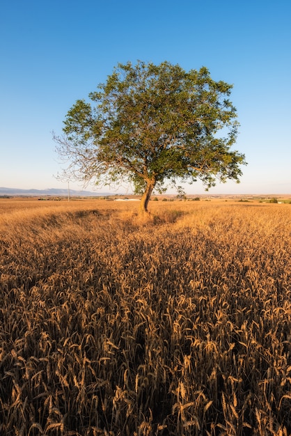 Champ de blé doré et doré au coucher du soleil