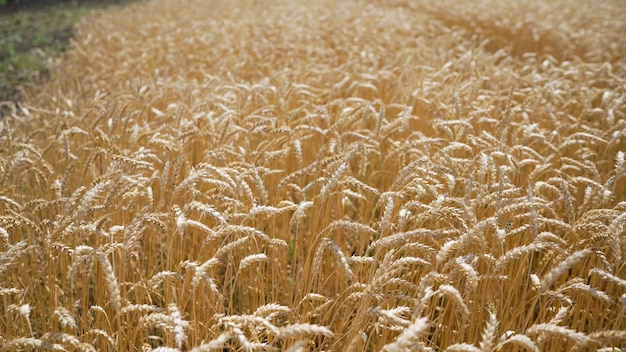 Photo un champ de blé doré est montré sur cette photo non datée.