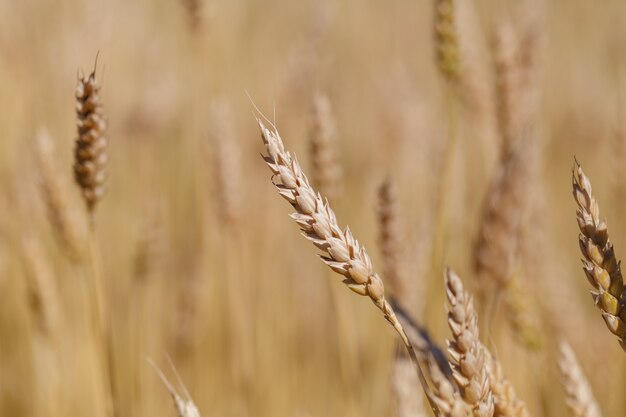 Champ de blé doré en été