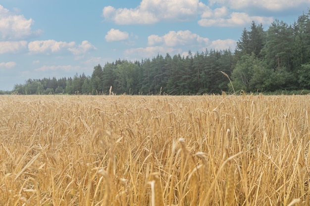 Champ de blé doré et jour d'été