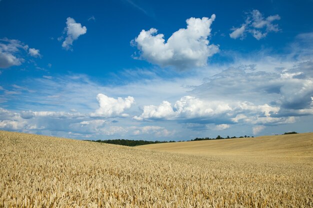 Champ de blé doré et journée ensoleillée