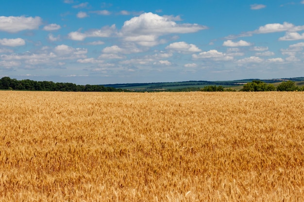 Champ de blé doré mûr