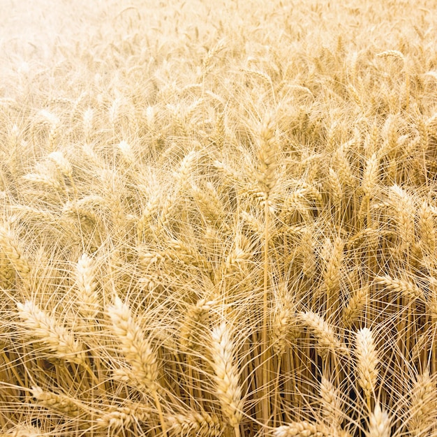 Photo champ de blé doré prêt à être récolté