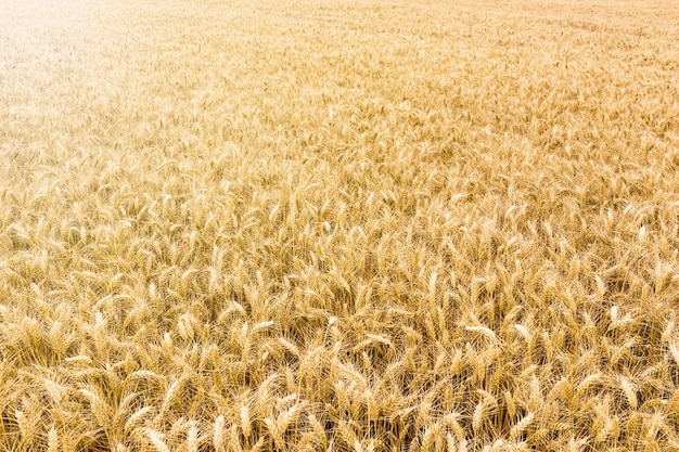 Champ de blé doré prêt à être récolté.