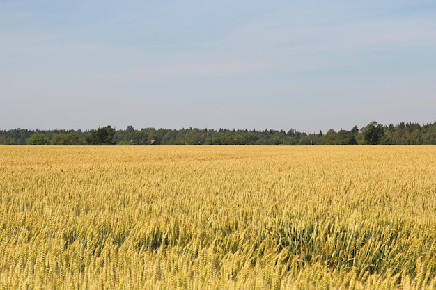 Champ de blé doré