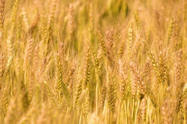 Champ de blé doré