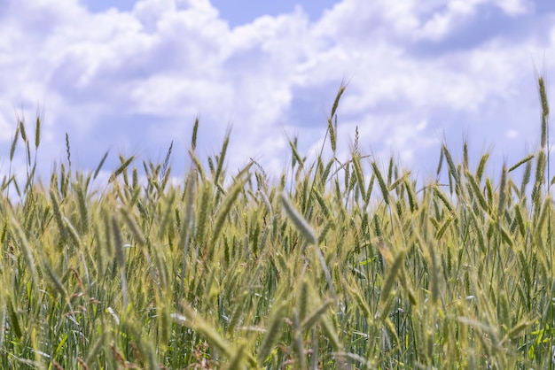 Champ de blé avec du blé non mûr se balançant dans le vent