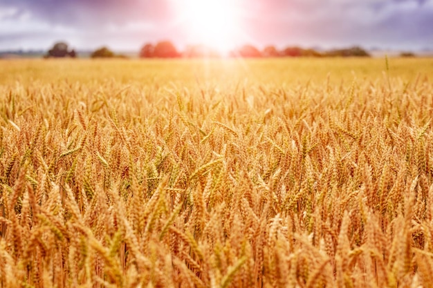 Champ de blé avec épillets mûrs jaunes au lever du soleil