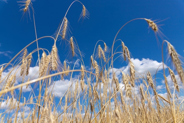 Champ de blé avec des épis de blé doré contre le ciel bleu. Beau paysage