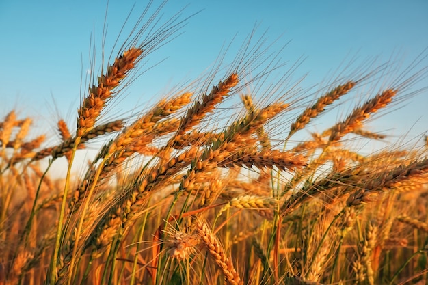 Champ de blé. Les épis de blé doré se bouchent. Beau paysage de coucher de soleil de nature. Paysage rural sous la lumière du soleil. Arrière-plan des épis de maturation du champ de blé des prés. Concept de récolte riche