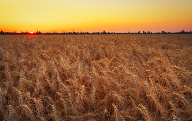 Champ de blé. Les épis de blé doré se bouchent. Beau paysage de coucher de soleil de nature. Paysage rural sous la lumière du soleil. Arrière-plan des épis de maturation du champ de blé des prés. Concept de récolte riche