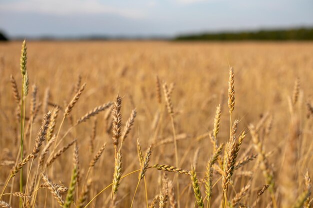 Champ de blé. Les épis de blé doré se bouchent. Beau paysage de coucher de soleil de nature. Paysage rural sous la lumière du soleil. Contexte de la maturation des épis de champ de blé. Concept de récolte riche. Conception d'art d'étiquette