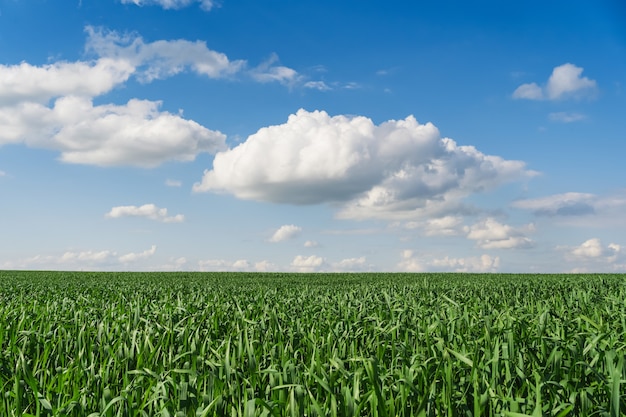 Photo champ de blé. les épis de jeune blé vert se bouchent. paysage rural avec ciel bleu. contexte de la maturation des épis de champ de blé. concept de récolte riche.