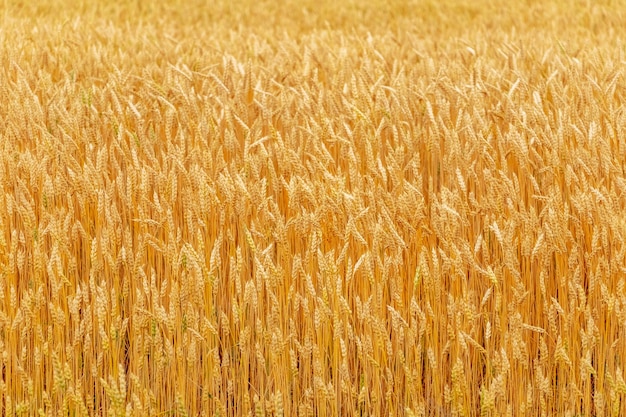 Champ de blé avec des épis mûrs au soleil Culture du blé