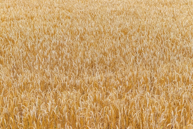 Photo champ de blé avec des épis mûrs au soleil culture du blé