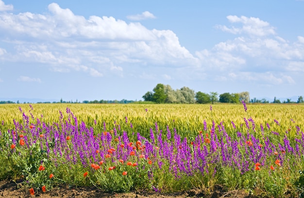 Champ de blé d'été avec de beaux pavots rouges et fleurs violettes.