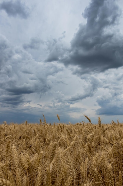 Champ de blé d'été et nuages de tempête.