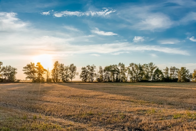 Champ de blé fauché au coucher du soleil, paysage rural paisible.