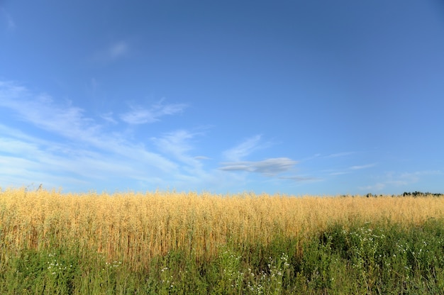 Champ de blé sur fond de ciel bleu.