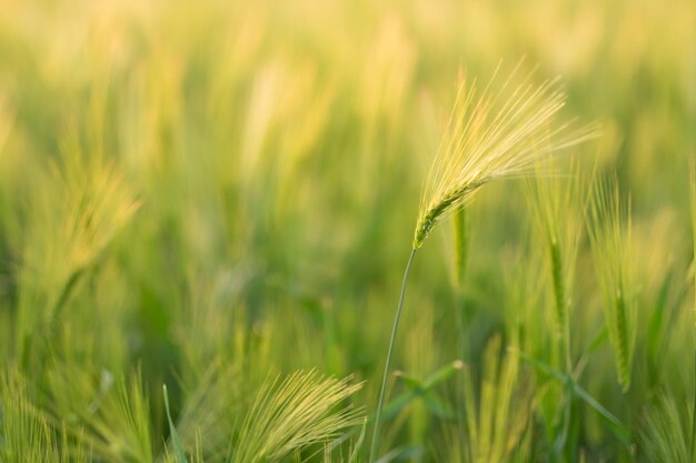 Un champ de blé avec un fond vert